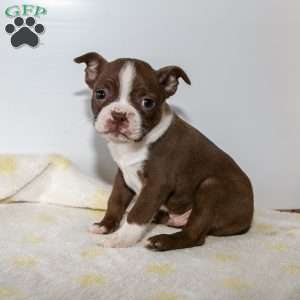 Silver, Boston Terrier Puppy